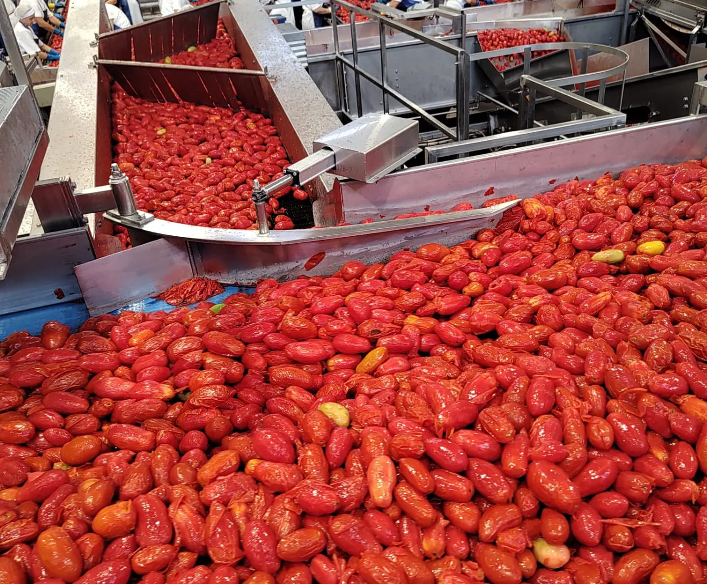 Meu tomatí: itália quer ampliar mercado brasileiro de tomate processado